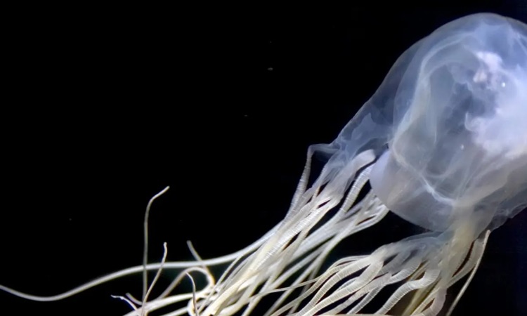 australian box jellyfish up close