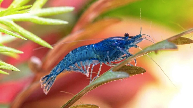 blue shrimp on sea plant