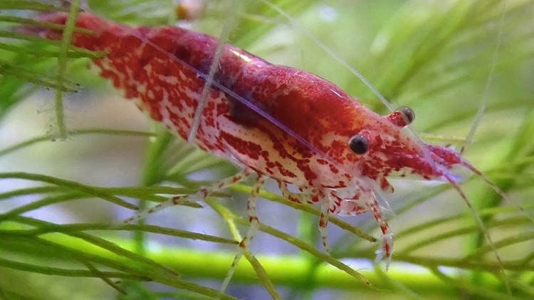 cherry shrimp up close
