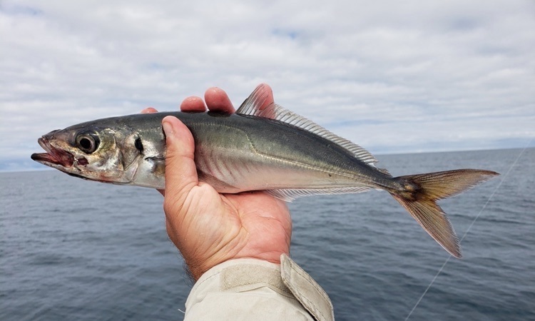 freshly caught jack mackerel