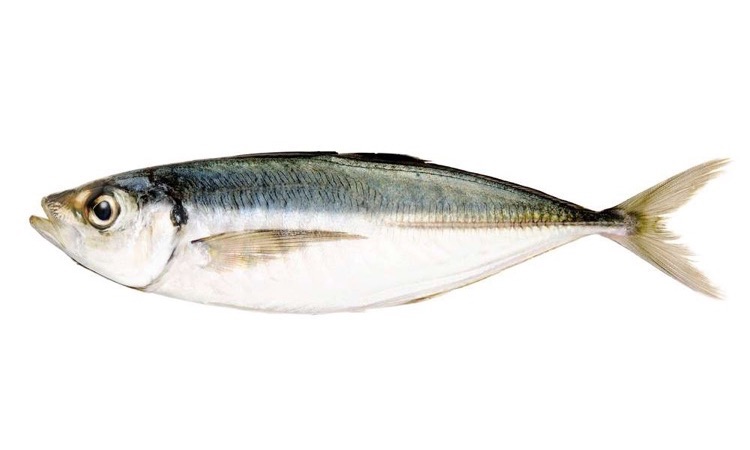 horse mackerel picture