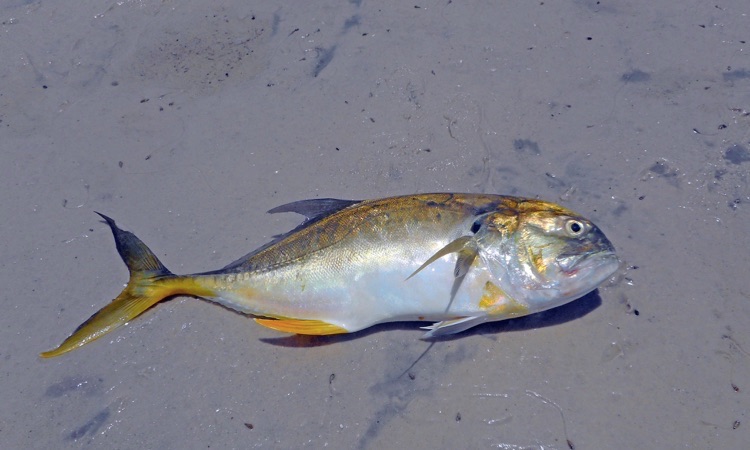 Jack Crevalle: All you Need to Know