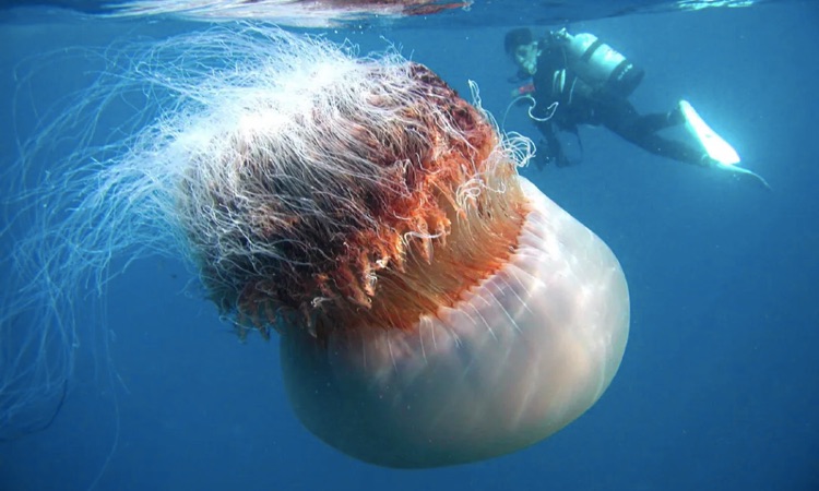 Biggest Jellyfish in the World