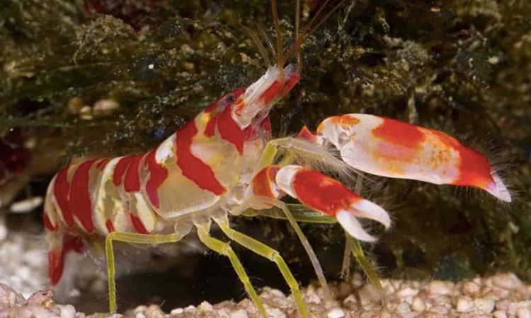 Shrimp in the Ocean (Pictures)