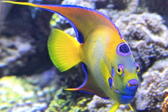 queen angelfish face on