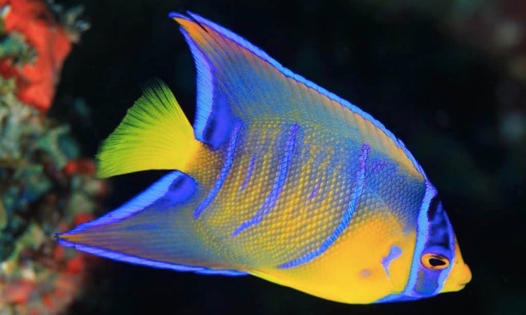 Queen Angelfish: All You Need to Know