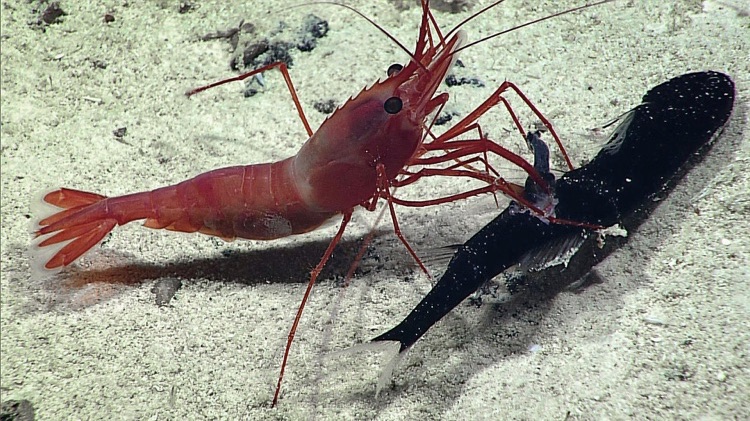shrimp feeding