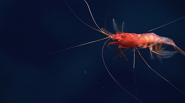 shrimp swimming in deep water