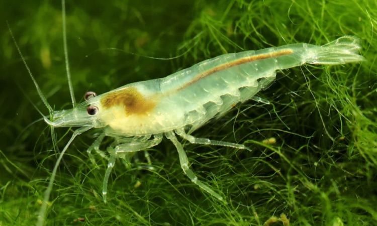 what do ghost shrimp eat