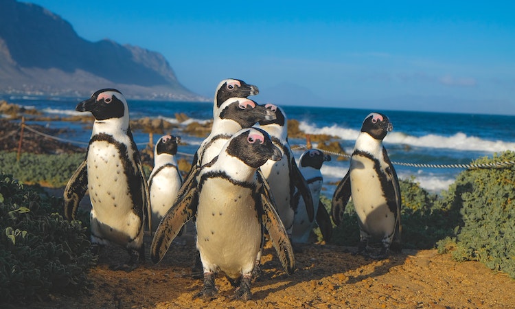 african penguins in cape town