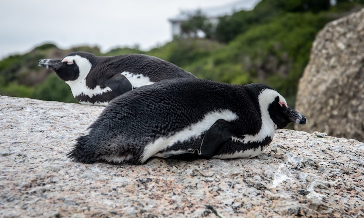 african penguins sleeping lying down