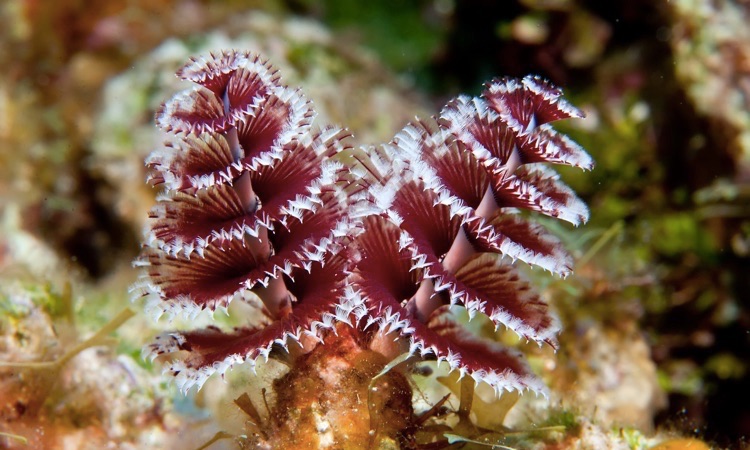 Christmas Tree Worm: All you Need to Know