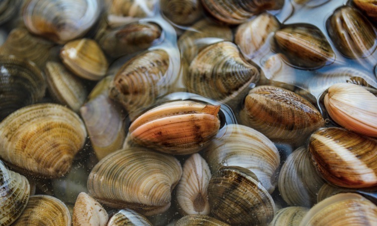 What do Clams Eat?