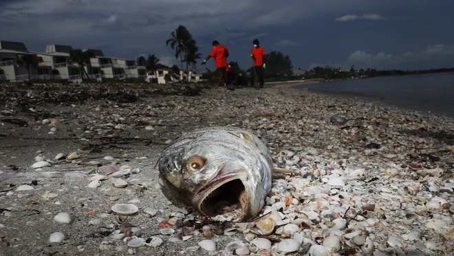 dead fish tampa bay