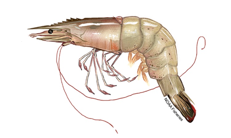 diagram of white shrimp