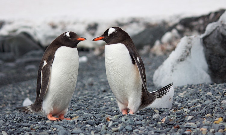 two penguins chatting