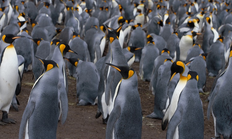 How Tall are Penguins?