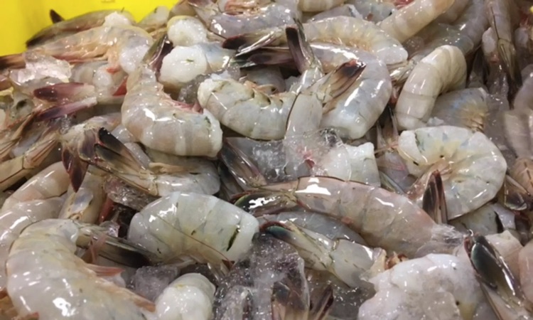 frozen white shrimp