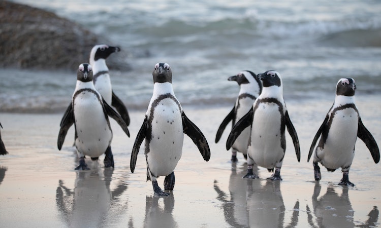 hawaii penguins