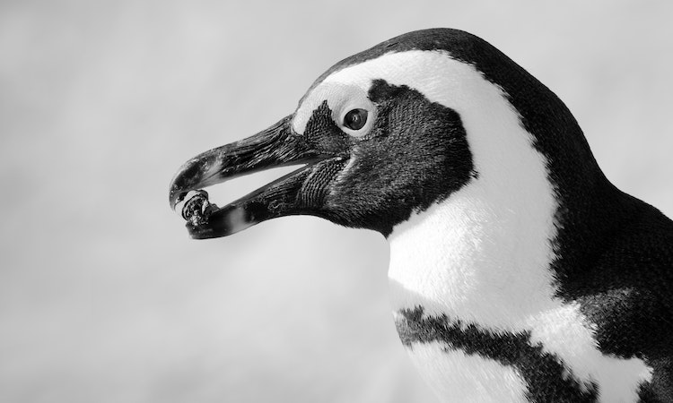 hawaii penguin