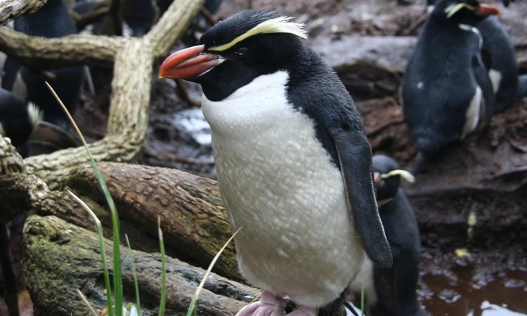snares penguin