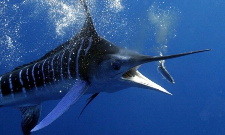 striped marlin catching a fish