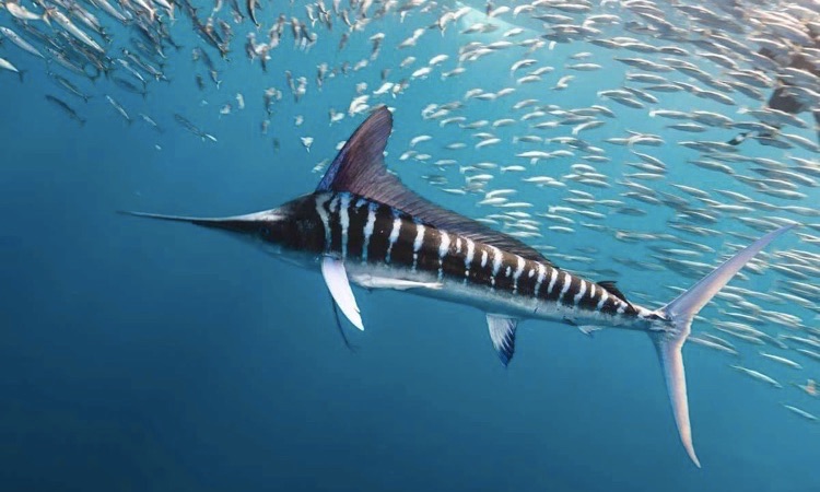 striped marling in a shoal of sardines