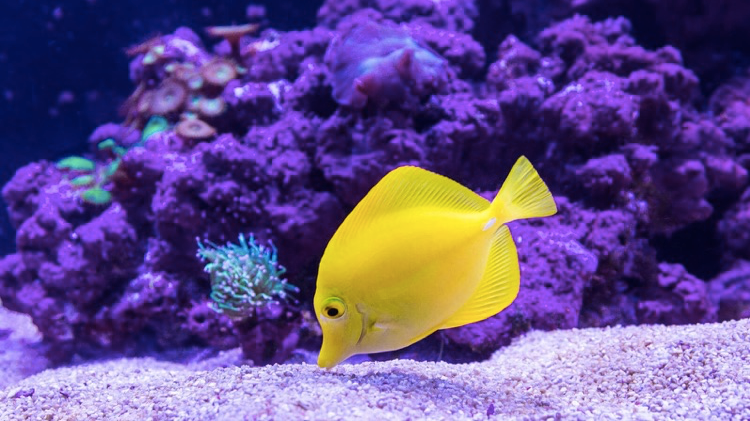 yellow fish and purple coral
