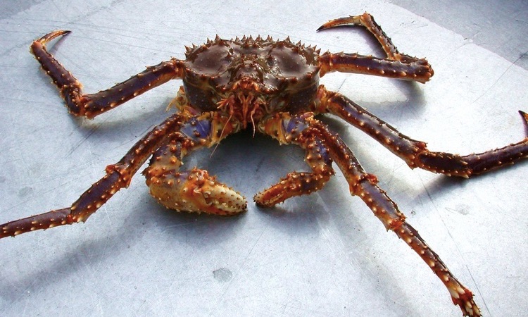 Blue King Crab: All you Need to Know