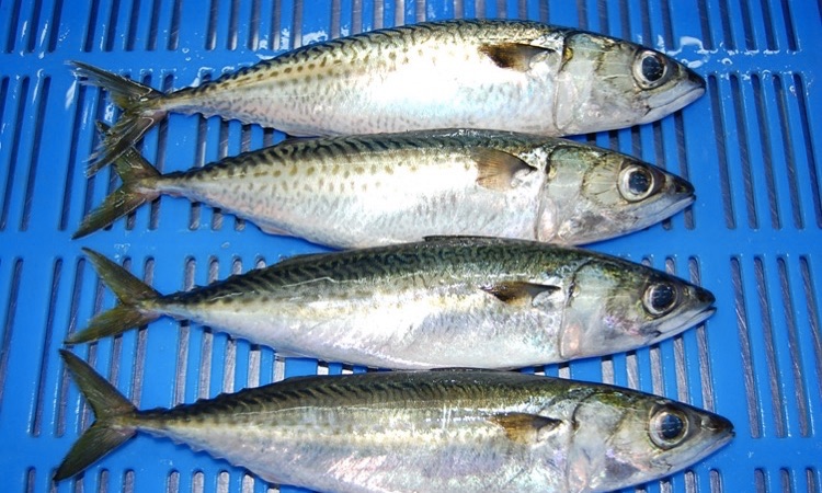 freshly caught chub mackerel