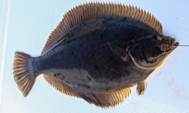 Winter Flounder: All you Need to Know