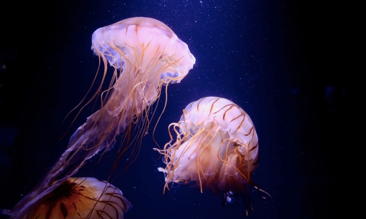 jellyfish food