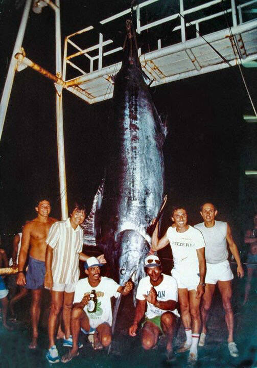 largest marlin ever caught