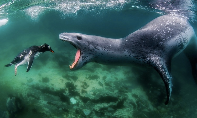 leopard seal about to eat a penguin