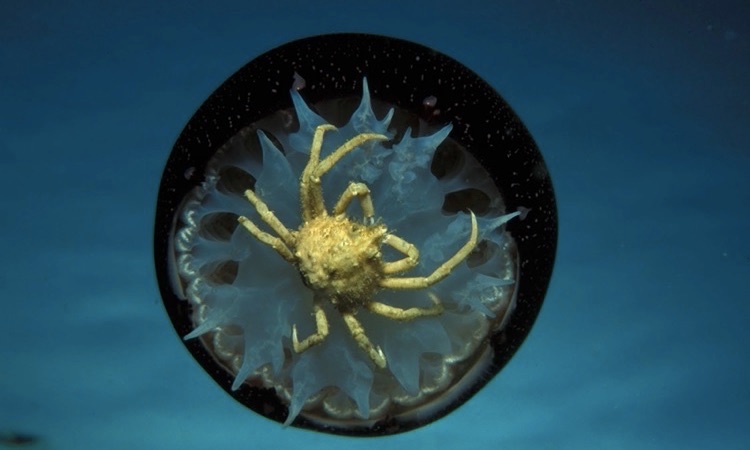 longnose spider crab inside jellyfish