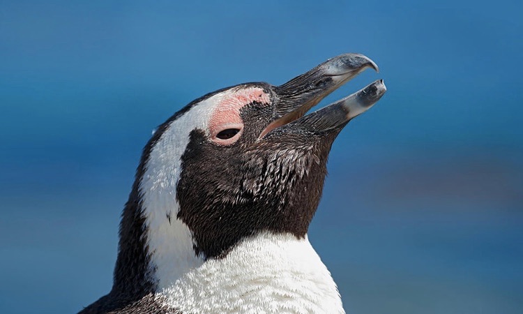 penguin open beak