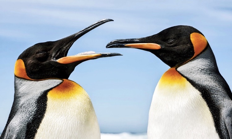 Penguin Tongue: All You Need to Know