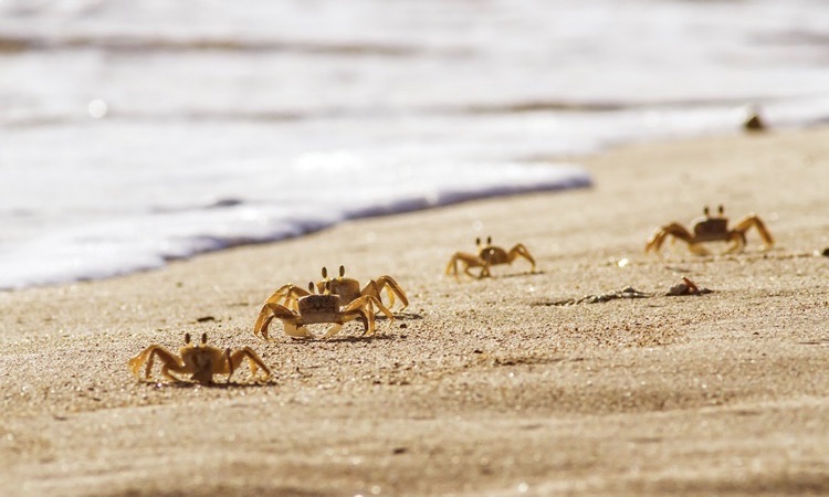 sand crabs walking