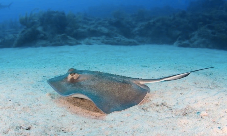 Sea Skate: All you Need to Know