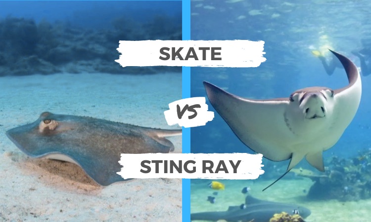 skate vs stingray