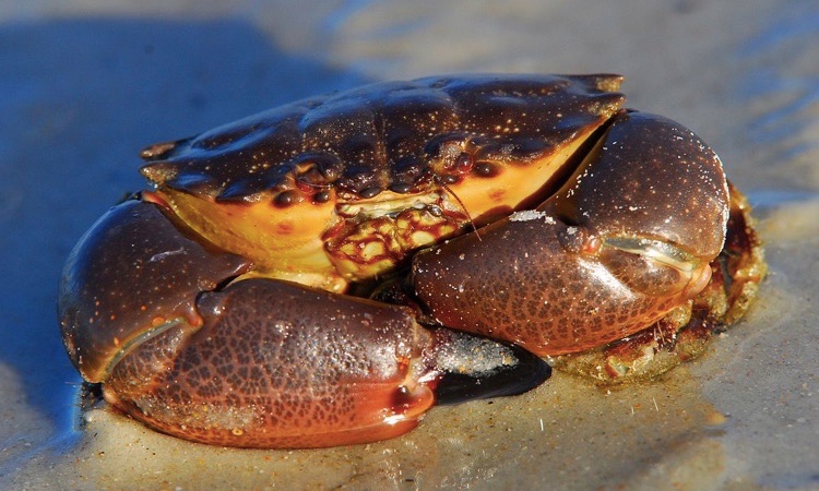 stone crabs in the ocean
