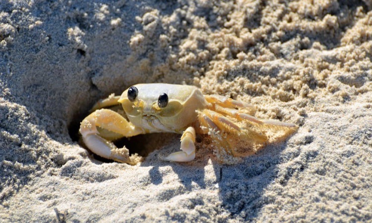 what do sand crabs eat