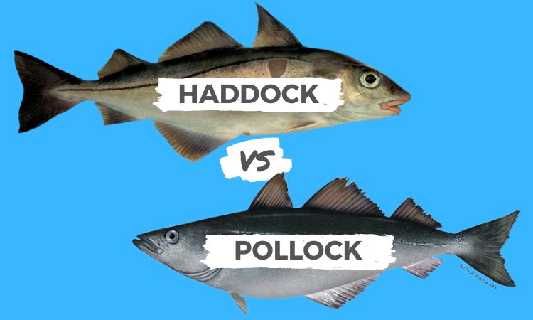 Haddock vs Pollock