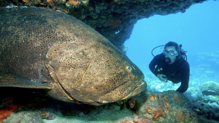 Large Grouper in Cave