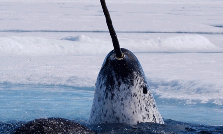 Narwhal in Arctic Waters