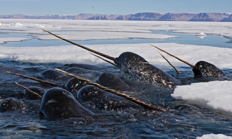 Are Narwhals Endangered?