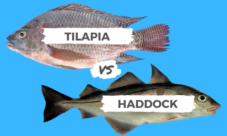 Tilapia vs Haddock