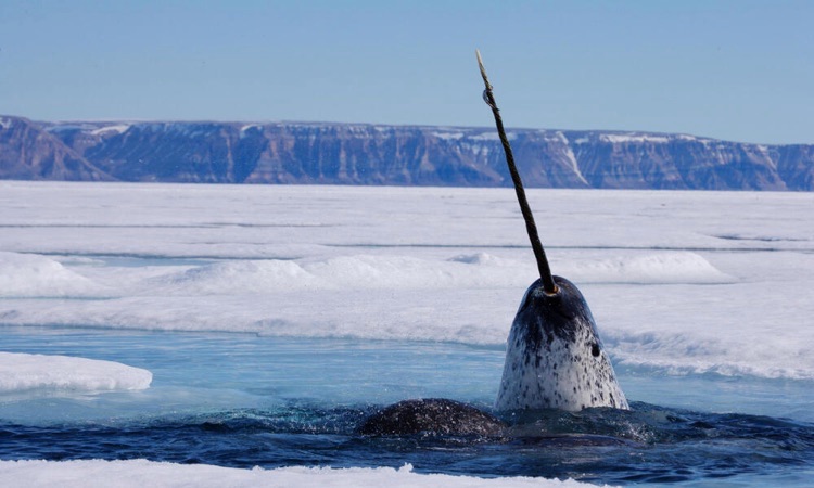 Narwhal surfacing in Arctic Canada