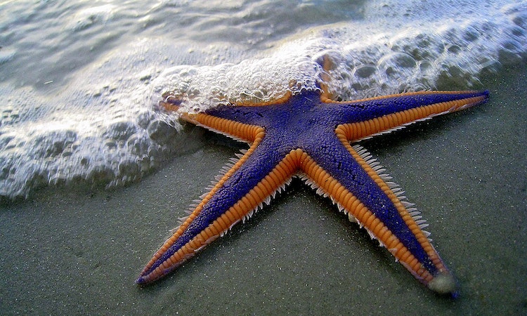 are starfish edible
