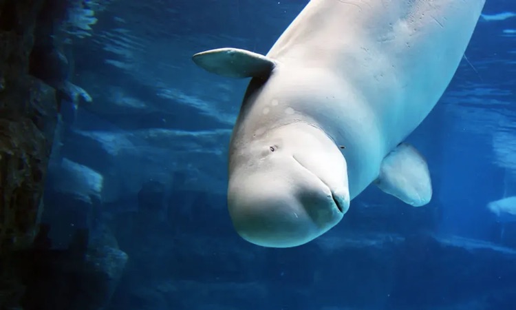 beluga whale swimming